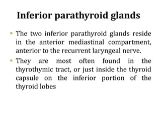 Inferior parathyroid glands
 The two inferior parathyroid glands reside
in the anterior mediastinal compartment,
anterior to the recurrent laryngeal nerve.
 They are most often found in the
thyrothymic tract, or just inside the thyroid
capsule on the inferior portion of the
thyroid lobes
 