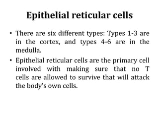 Epithelial reticular cells
• There are six different types: Types 1-3 are
in the cortex, and types 4-6 are in the
medulla.
• Epithelial reticular cells are the primary cell
involved with making sure that no T
cells are allowed to survive that will attack
the body's own cells.
 