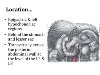 Location…
• Epigastric & left
hypochondriac
regions
• Behind the stomach
and lesser sac
• Transversely across
the posterior
abdominal wall at
the level of the L2 &
L3
 