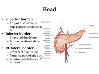 Head
• Superior border-
– 1st part of duodenum
– Sup. pancreaticodudenal
A.
• Inferior border-
– 3rd part of duodenum
– Inf. pancreaticodudenal
A.
• Rt. lateral border-
– 2nd part of duodenum
– Terminal part of bile duct
– Anastomosis between 2
arteries.
 