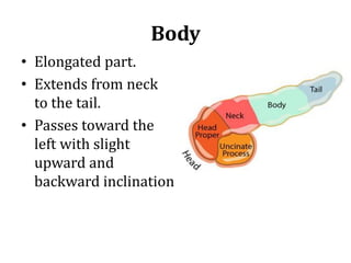 Body
• Elongated part.
• Extends from neck
to the tail.
• Passes toward the
left with slight
upward and
backward inclination
 