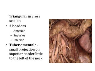 Triangular in cross
section
• 3 borders
– Anterior
– Superior
– Inferior
• Tuber omentale -
small projection on
superior border little
to the left of the neck
 