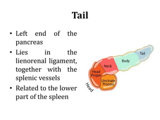 Tail
• Left end of the
pancreas
• Lies in the
lienorenal ligament,
together with the
splenic vessels
• Related to the lower
part of the spleen
 