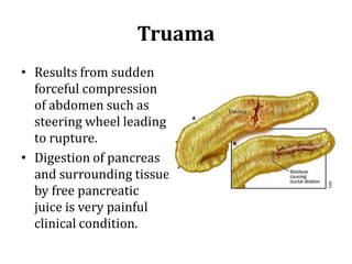 Truama
• Results from sudden
forceful compression
of abdomen such as
steering wheel leading
to rupture.
• Digestion of pancreas
and surrounding tissue
by free pancreatic
juice is very painful
clinical condition.
 