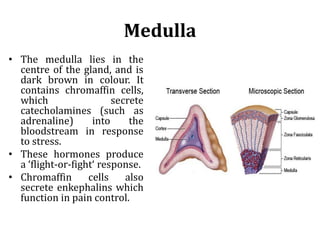 Medulla
• The medulla lies in the
centre of the gland, and is
dark brown in colour. It
contains chromaffin cells,
which secrete
catecholamines (such as
adrenaline) into the
bloodstream in response
to stress.
• These hormones produce
a ‘flight-or-fight‘ response.
• Chromaffin cells also
secrete enkephalins which
function in pain control.
 