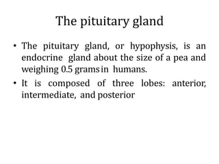 The pituitary gland
• The pituitary gland, or hypophysis, is an
endocrine gland about the size of a pea and
weighing 0.5 gramsin humans.
• It is composed of three lobes: anterior,
intermediate, and posterior
 