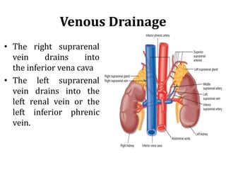 Venous Drainage
• The right suprarenal
vein drains into
the inferior vena cava
• The left suprarenal
vein drains into the
left renal vein or the
left inferior phrenic
vein.
 