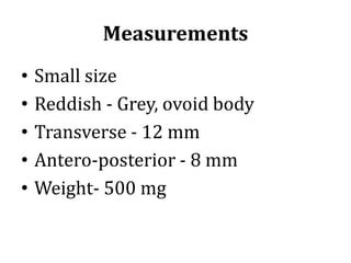 Measurements
• Small size
• Reddish - Grey, ovoid body
• Transverse - 12 mm
• Antero-posterior - 8 mm
• Weight- 500 mg
 