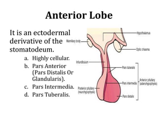 Anterior Lobe
It is an ectodermal
derivative of the
stomatodeum.
a. Highly cellular.
b. Pars Anterior
(Pars Distalis Or
Glandularis).
c. Pars Intermedia.
d. Pars Tuberalis.
 