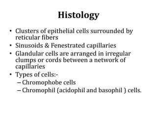 Histology
• Clusters of epithelial cells surrounded by
reticular fibers
• Sinusoids & Fenestrated capillaries
• Glandular cells are arranged in irregular
clumps or cords between a network of
capillaries
• Types of cells:-
– Chromophobe cells
– Chromophil (acidophil and basophil ) cells.
 