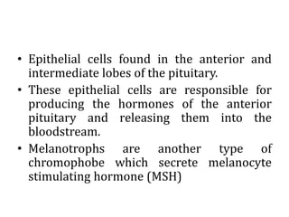 • Epithelial cells found in the anterior and
intermediate lobes of the pituitary.
• These epithelial cells are responsible for
producing the hormones of the anterior
pituitary and releasing them into the
bloodstream.
• Melanotrophs are another type of
chromophobe which secrete melanocyte
stimulating hormone (MSH)
 