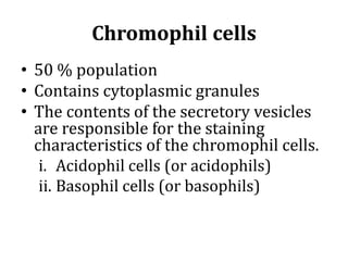 Chromophil cells
• 50 % population
• Contains cytoplasmic granules
• The contents of the secretory vesicles
are responsible for the staining
characteristics of the chromophil cells.
i. Acidophil cells (or acidophils)
ii. Basophil cells (or basophils)
 