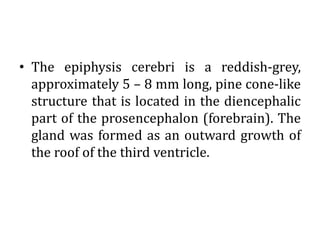 • The epiphysis cerebri is a reddish-grey,
approximately 5 – 8 mm long, pine cone-like
structure that is located in the diencephalic
part of the prosencephalon (forebrain). The
gland was formed as an outward growth of
the roof of the third ventricle.
 