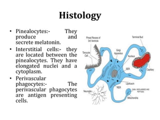 Histology
• Pinealocytes:- They
produce and
secrete melatonin.
• Interstitial cells:- they
are located between the
pinealocytes. They have
elongated nuclei and a
cytoplasm.
• Perivascular
phagocytes:- The
perivascular phagocytes
are antigen presenting
cells.
 