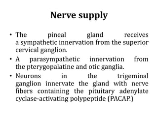 Nerve supply
• The pineal gland receives
a sympathetic innervation from the superior
cervical ganglion.
• A parasympathetic innervation from
the pterygopalatine and otic ganglia.
• Neurons in the trigeminal
ganglion innervate the gland with nerve
fibers containing the pituitary adenylate
cyclase-activating polypeptide (PACAP.)
 