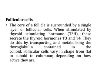 Follicular cells
• The core of a follicle is surrounded by a single
layer of follicular cells. When stimulated by
thyroid stimulating hormone (TSH), these
secrete the thyroid hormones T3 and T4. They
do this by transporting and metabolising the
thyroglobulin contained in the
colloid. Follicular cells vary in shape from flat
to cuboid to columnar, depending on how
active they are.
 