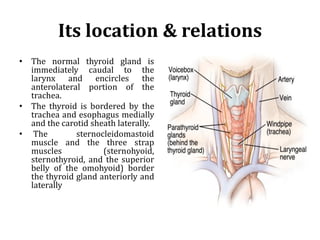 Its location & relations
• The normal thyroid gland is
immediately caudal to the
larynx and encircles the
anterolateral portion of the
trachea.
• The thyroid is bordered by the
trachea and esophagus medially
and the carotid sheath laterally.
• The sternocleidomastoid
muscle and the three strap
muscles (sternohyoid,
sternothyroid, and the superior
belly of the omohyoid) border
the thyroid gland anteriorly and
laterally
 