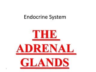 Endocrine System
THE
ADRENAL
GLANDSby:abdelaziz nazih dr-jamal al qaddomi1
 