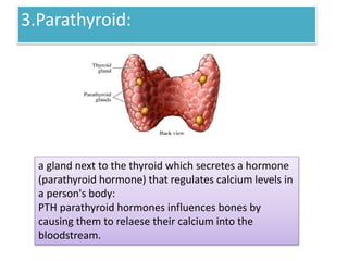 Endocrine System