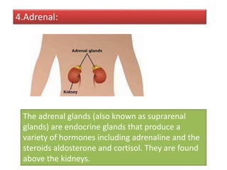 Endocrine System