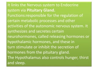 Endocrine System