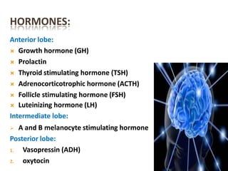 HORMONES:
Anterior lobe:
 Growth hormone (GH)
 Prolactin
 Thyroid stimulating hormone (TSH)
 Adrenocorticotrophic hormone (ACTH)
 Follicle stimulating hormone (FSH)
 Luteinizing hormone (LH)
Intermediate lobe:
 A and B melanocyte stimulating hormone
Posterior lobe:
1. Vasopressin (ADH)
2. oxytocin
 
