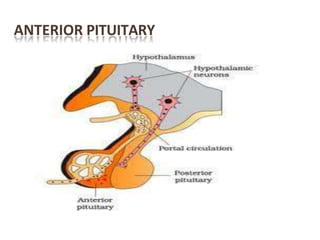 ANTERIOR PITUITARY
 