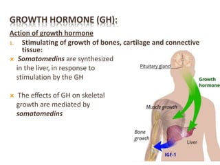 GROWTH HORMONE (GH):
Action of growth hormone
1. Stimulating of growth of bones, cartilage and connective
tissue:
 Somatomedins are synthesized
in the liver, in response to
stimulation by the GH
 The effects of GH on skeletal
growth are mediated by
somatomedins
 