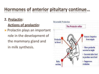 Hormones of anterior pituitary continue…
2. Prolactin:
Actions of prolactin:
 Prolactin plays an important
role in the development of
the mammary gland and
in milk synthesis.
 