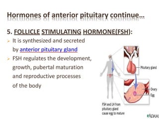 Hormones of anterior pituitary continue…
5. FOLLICLE STIMULATING HORMONE(FSH):
 It is synthesized and secreted
by anterior pituitary gland
 FSH regulates the development,
growth, pubertal maturation
and reproductive processes
of the body
 