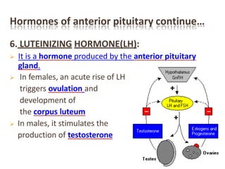 Hormones of anterior pituitary continue…
6. LUTEINIZING HORMONE(LH):
 It is a hormone produced by the anterior pituitary
gland.
 In females, an acute rise of LH
triggers ovulation and
development of
the corpus luteum
 In males, it stimulates the
production of testosterone
 