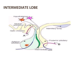 INTERMEDIATE LOBE
 