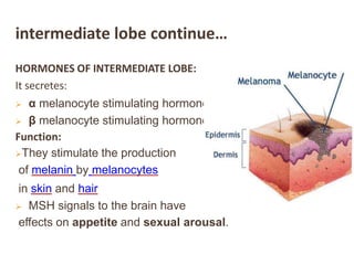 intermediate lobe continue…
HORMONES OF INTERMEDIATE LOBE:
It secretes:
 α melanocyte stimulating hormone
 β melanocyte stimulating hormone
Function:
They stimulate the production
of melanin by melanocytes
in skin and hair
 MSH signals to the brain have
effects on appetite and sexual arousal.
 