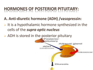 HORMONES OF POSTERIOR PITUITARY:
A. Anti-diuretic hormone (ADH) /vasopressin:
 It is a hypothalamic hormone synthesized in the
cells of the supra optic nucleus
 ADH is stored in the posterior pituitary
 