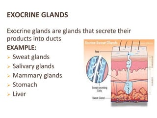 EXOCRINE GLANDS
Exocrine glands are glands that secrete their
products into ducts
EXAMPLE:
 Sweat glands
 Salivary glands
 Mammary glands
 Stomach
 Liver
 