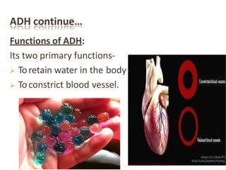 ADH continue…
Functions of ADH:
Its two primary functions-
 Toretain water in the body
 Toconstrict blood vessel.
 