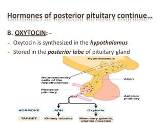 Hormones of posterior pituitary continue…
B. OXYTOCIN: -
 Oxytocin is synthesized in the hypothalamus
 Stored in the posterior lobe of pituitary gland
 