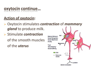 oxytocin continue…
Action of oxytocin:
 Oxytocin stimulates contraction of mammary
gland to produce milk.
 Stimulate contraction
of the smooth muscles
of the uterus
 