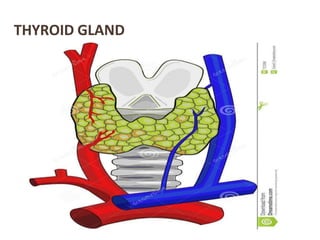 THYROID GLAND
 