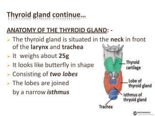 Thyroid gland continue…
ANATOMY OF THE THYROID GLAND: -
 The thyroid gland is situated in the neck in front
of the larynx and trachea
 It weighs about 25g
 It looks like butterfly in shape
 Consisting of two lobes
 The lobes are joined
by a narrow isthmus
 