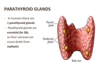 PARATHYROID GLANDS
 In humans there are
4 parathyroid glands
 Parathyroid glands are
essential for life,
as their removal can
cause death from
asphyxia
 