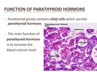 FUNCTION OF PARATHYROID HORMONE
 Parathyroid glands contains chief cells which secrete
parathyroid hormone.
 The main function of
parathyroid hormone
is to increase the
blood calcium level
 