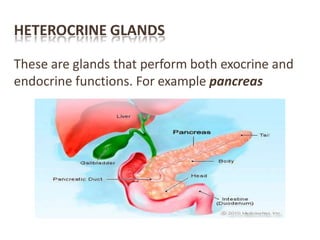 HETEROCRINE GLANDS
These are glands that perform both exocrine and
endocrine functions. For example pancreas
 