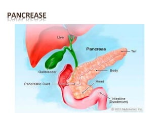 PANCREASE
 