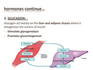 hormones continue…
2. GLUCAGON: -
Glucagon act mostly on the liver and adipose tissues where it
antagonizes the actions of insulin
 Stimulate glycogenolysis
 Promotes gluconeogenesis
 