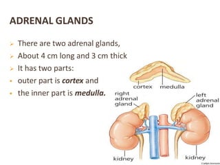 ADRENAL GLANDS
 There are two adrenal glands,
 About 4 cm long and 3 cm thick
 It has two parts:
 outer part is cortex and
 the inner part is medulla.
 