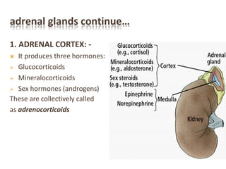adrenal glands continue…
1. ADRENAL CORTEX: -
 It produces three hormones:
 Glucocorticoids
 Mineralocorticoids
 Sex hormones (androgens)
These are collectively called
as adrenocorticoids
 