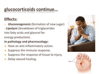 glucocorticoids continue…
Effects:
 Gluconeogenesis (formation of new sugar)
Lipolysis (breakdown of triglycerides
into fatty acids and glycerol for
energy production).
In pathology and pharmacology:
 Have an anti-inflammatory action.
 Suppress the immune response.
 Suppress the response of tissue to injury.
 Delay wound healing.
 