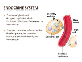 ENDOCRINE SYSTEM
 Consists of glands and
Group of capillaries which
Facilitates diffusion of hormones to
Bloodstream
 They are commonly referred as the
ductless glands, because the
hormones secreted directly into
bloodstream
 