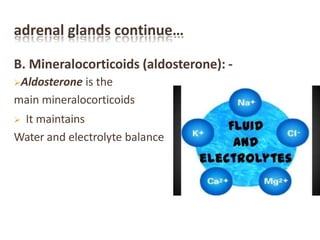 adrenal glands continue…
B. Mineralocorticoids (aldosterone): -
Aldosterone is the
main mineralocorticoids
 It maintains
Water and electrolyte balance
 